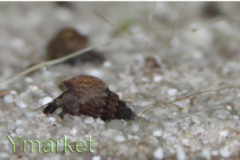 genoppteturmdeckelschnecke.png